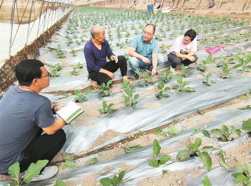 從田間到舌尖 科技芯賦能農(nóng)業(yè)園藝服務(wù)