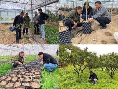 科技春風吹進湘西 園藝專家田間地頭助春耕