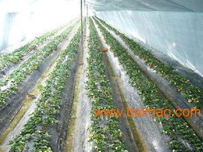 優(yōu)質(zhì)蘭州農(nóng)用地膜與嘉峪關(guān)西瓜專用膜的供應(yīng)指南與市場分析